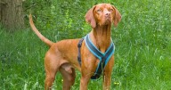 Young dog nursed back to health after digestive system became paralysed thanks to West Lothian vets