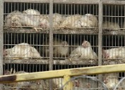 Hong Kong frena importaciones de carne de ave y huevos de Huelva por gripe aviar H5N1