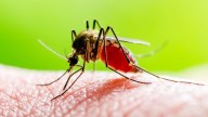 One person dies after being diagnosed with the West Nile virus in Davis County