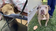 California People Discovered A Tired Pup Who Needs Help Only To Realize That There Were More Surprises