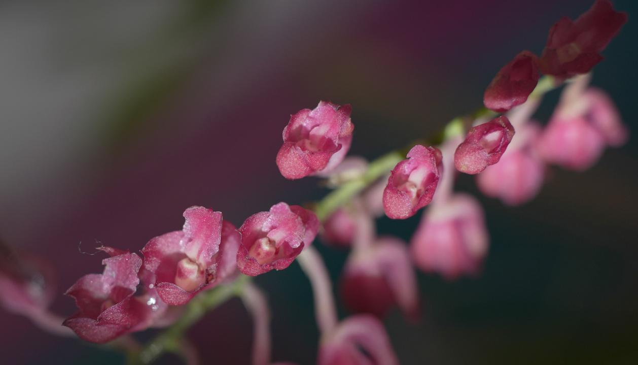 Más de 3.000 orquídeas florecen en Cali para la Semana de la Biodiversidad
