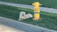 Loyal Pup In California Refuses To Leave The Spot Where He Was Left Behind