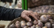 El tercer alimento más consumido en el mundo está siendo mejorado en Colombia: ya van 22 variedades