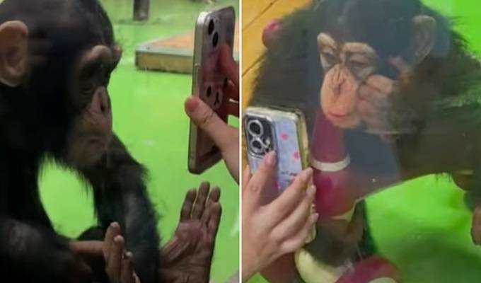 “Adicto al celular”: prohíben a visitantes mostrar videos a bebé chimpancé de zoológico en Shanghái