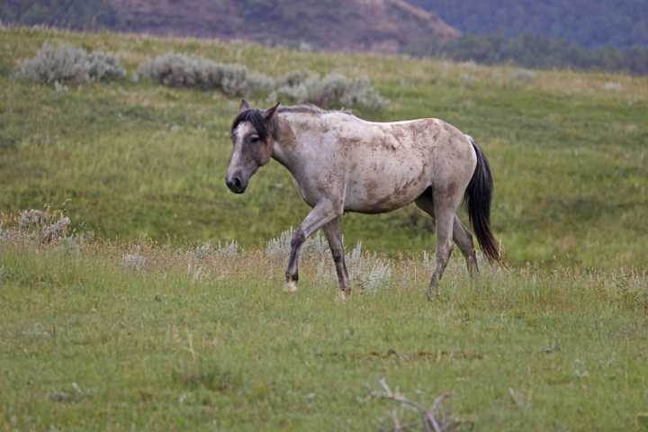 Wild horse at Theodore Roosevelt National Park infected with West Nile virus euthanized