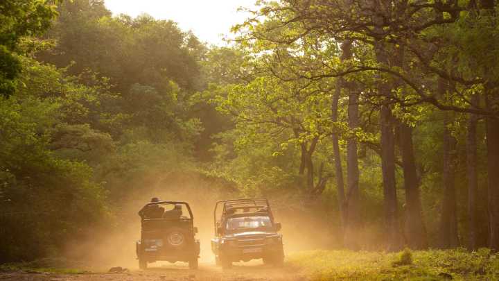 Tadoba Tiger Safari Rates Hiked From Oct 1, Tourists Face Steep Costs