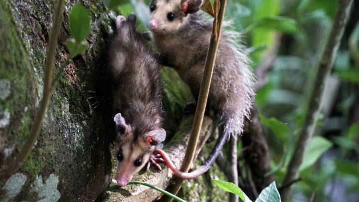 Semana de la Biodiversidad inicia este lunes: conozca la programación del evento que busca conectar a Cali con la naturaleza