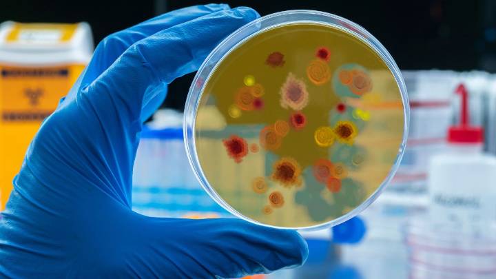 Científicos hallan en un hongo una molécula con potencial contra el cáncer: ¿Cómo funciona y dónde crece?