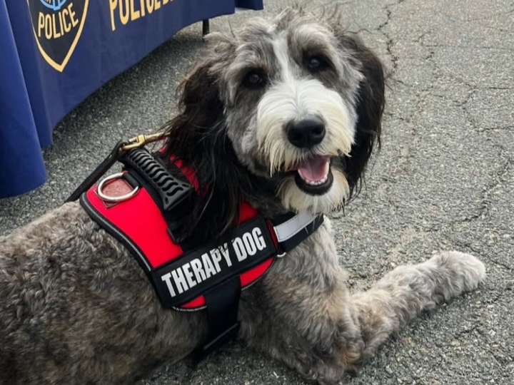 Wilmington police therapy dog killed in head-on car crash in Tewksbury