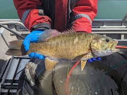 Autumn is the perfect time to catch big bass and help Indiana’s DNR
