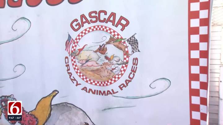 Farm animals go head-to-head in daily races at the Tulsa State Fair