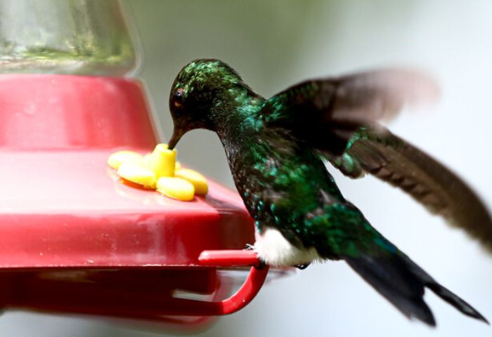 Colombia es el segundo país del mundo con más datos públicos sobre biodiversidad