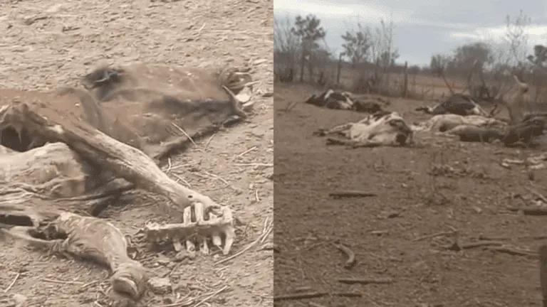 Son 26 los animales que aparecieron muertos en Rosario de Lerma
