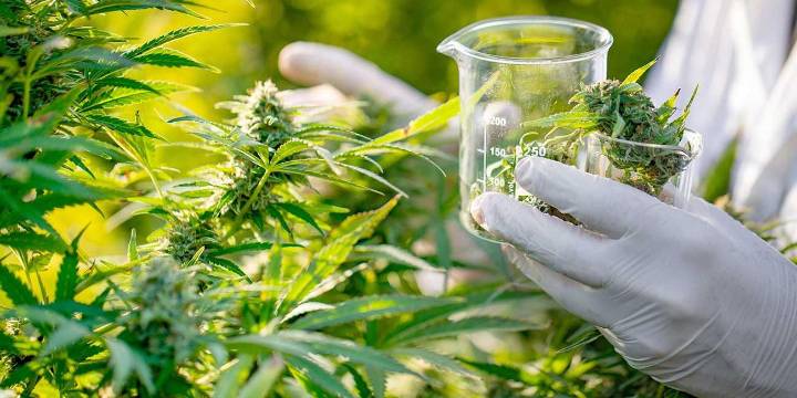 Es oficial: Salta tendrá un Registro Provincial de Cannabis Medicinal