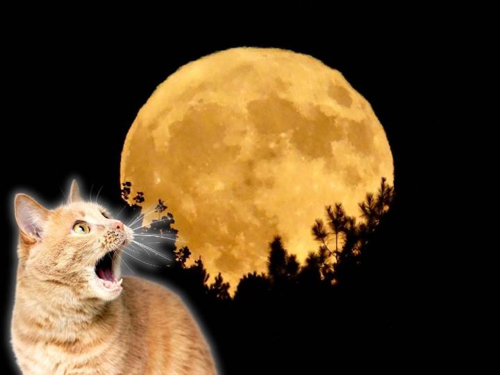 ¿Cuándo y cómo ver la Luna de Cosecha 2025 en México?
