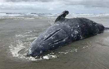 92 ballenas grises muertas en Baja California Sur
