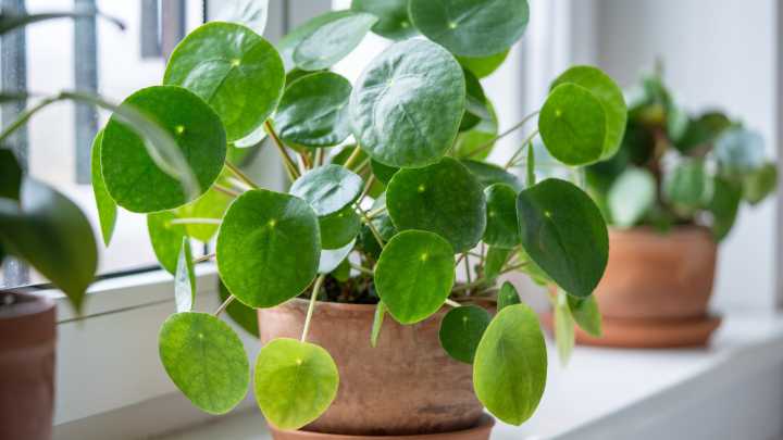 Growing Pilea Peperomioides - Your Ultimate Guide To This Popular Houseplant