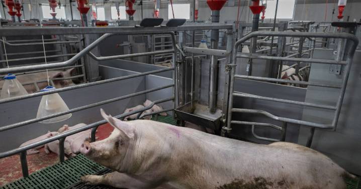 Farmer's horrifying death after being eaten by his own pigs with only his dentures left behind