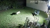 Wild video shows coyotes running through Algiers neighborhood