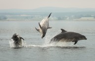 The great porpoise panic