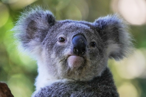 Australia aprueba la primera vacuna del mundo para proteger a los koalas de la clamidia