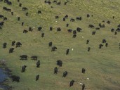 Nearly 100 buffaloes die in Namibia stampede