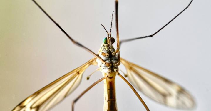 Are Daddy Longlegs 'The Most Venomous Spider In The World'?