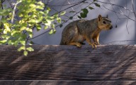A ‘very mean squirrel’ is going nuts in this California town; two victims sent to the ER