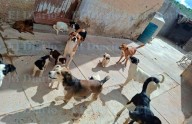Sin resolver la situación del cautiverio de más de 30 perros