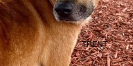Levy County Pets: Oreo, Vella, and Trent