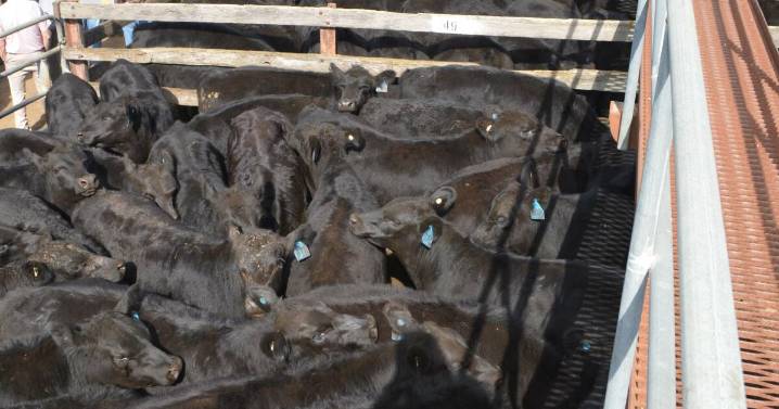 Braidwood cattle sale results on Friday, September 5