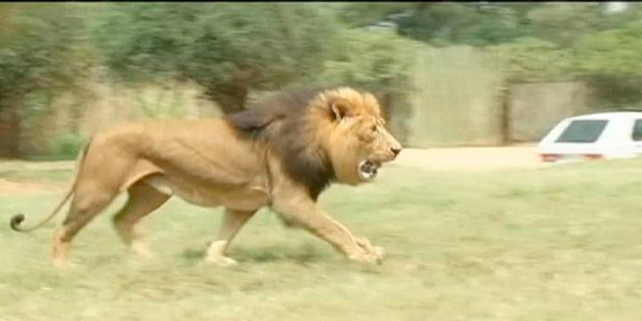 Una manada de leones devora a su cuidador