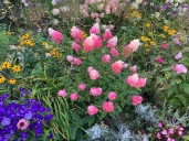 Best Flower Garden in Michigan has over 100 hydrangeas; We found it in MLive’s search for floral wonder