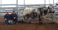 Inaugural Spring into Speckles sale 2025 results