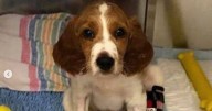 Brit dog owners warned of deadly virus with 'barbaric symptoms' after spike in cases