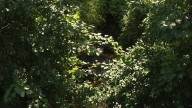 KCCI Investigates: Full day's work went into pursuing Des Moines' big snake report; so far, no serpent found