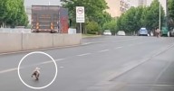 Cruel Owner Dumps Dog, She Runs for Miles Begging Them Not to Leave Her