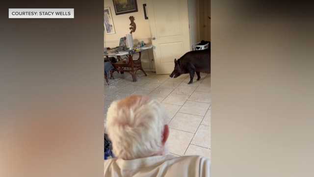 Wild boar crashes through sliding door, loiters inside Florida house