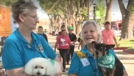 'Ambassadogs' help ease frazzled nerves at the State Fair