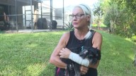 Florida woman punches gator after it dragged her 4