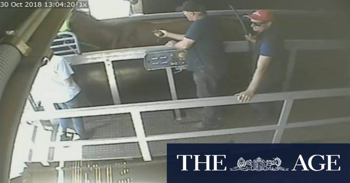 Secret police tape shows Melbourne Cup-winning trainer using 'jigger' on horses