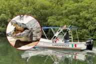 Extranjero sufre ataque de cocodrilo en laguna de la Zona Hotelera de Cancún; este es su estado de salud