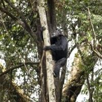 Chimps ingest alcohol daily: study