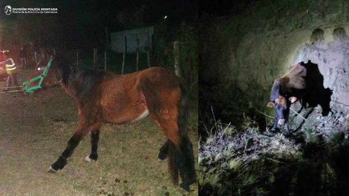 Policías secuestraron dos animales sueltos en El Alto