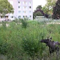 Loose moose told to Czech out of Austria