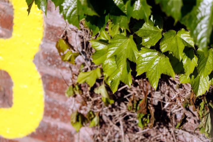 Today in Chicago History: The original ivy at Wrigley Field is planted