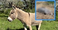 Beeville ranchers seek answers after beloved mini