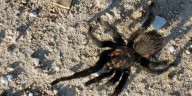Annual La Junta Tarantula Festival kicks off Friday