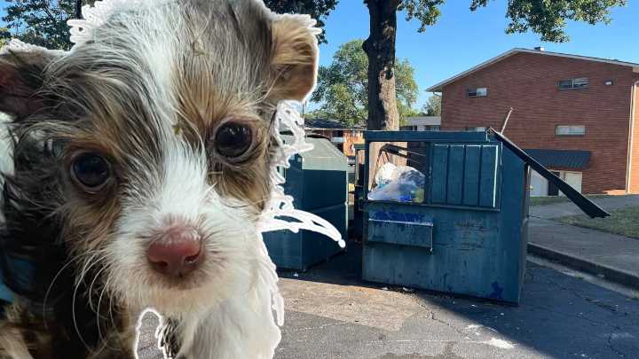 Puppy found in Richmond dumpster dies despite rescue effort
