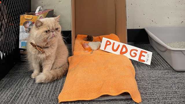 UofL rolls out the red carpet for Pudge the Cat ahead of game against Bowling Green